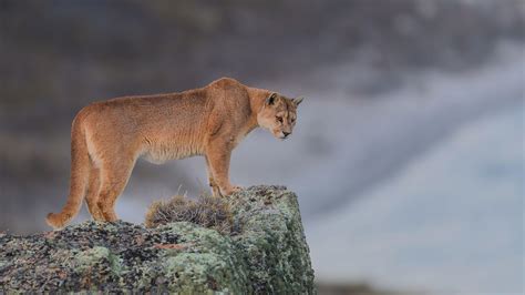 Cougar Wallpapers - Top Free Cougar Backgrounds - WallpaperAccess