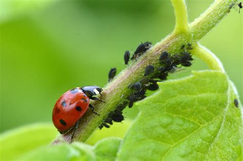 Astuces Pour Loigner Les Pucerons De Vos Arbres Fruitiers