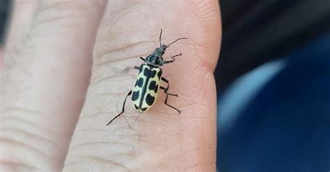 Ni Vaquitas De San Antonio Ni Moscas Amarillas Los Llamativos Insectos