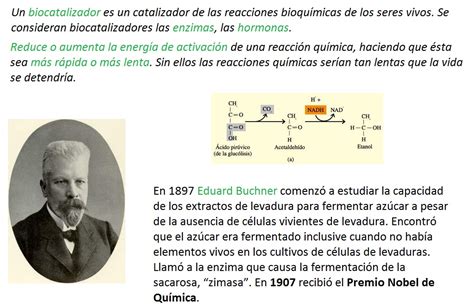 Enzimas Como ProteÍnas Catalizadoras BiologÍa Y GeologÍa