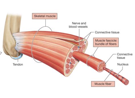 Physiology Principle Of Toxicology Exam 3 Flashcards Quizlet