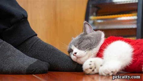 Why Do Cats Sleep On Your Feet 10 Amazing Reasons