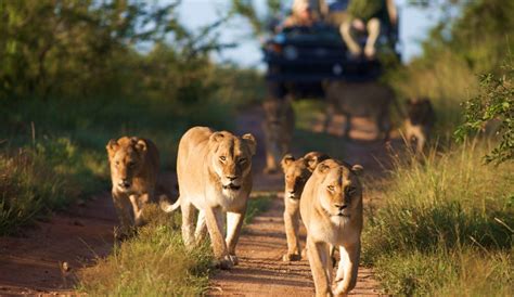 South Africa Safari Packages – A Thrilling Tours & Safaris