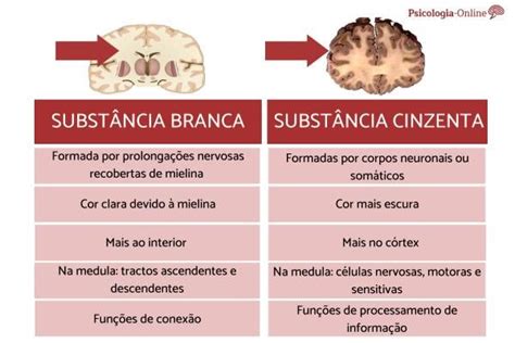 The Differences Between Substancia And Substancia In Human Brain