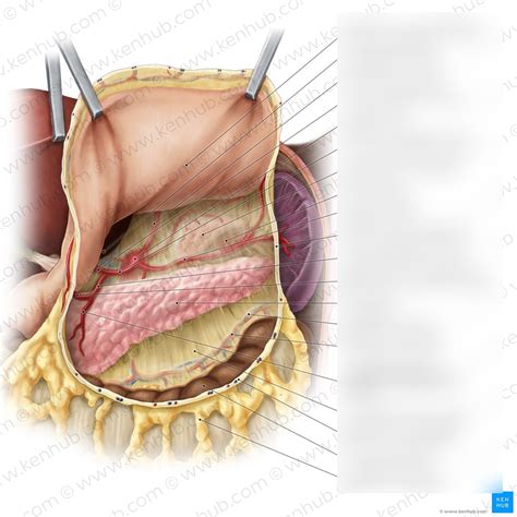 The Peritoneum Diagram | Quizlet