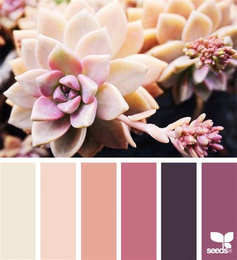 Succulent Hues Seeds Color Palette Color Palette Challenge Brand