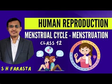 Menstrual Cycle Class 12 Menstruation Periods In Girls Human