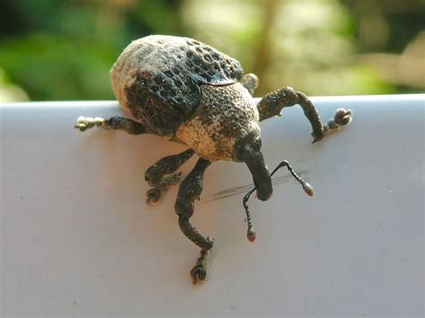 Animal Fact Hub — Bird Poop Weevil