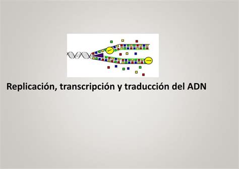 Biologia Molecularreplicacióntranscripción Y Traducción Del Adnpptx