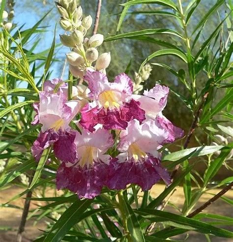 Las Aventuras The Desert Willow