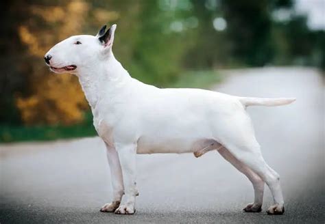 Bull Terrier Conheça A Raça De Cães