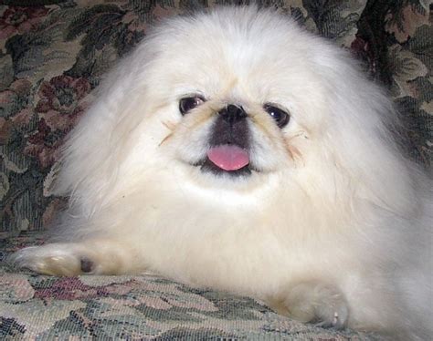 White Pekingese Beautiful Pekingese Pinterest