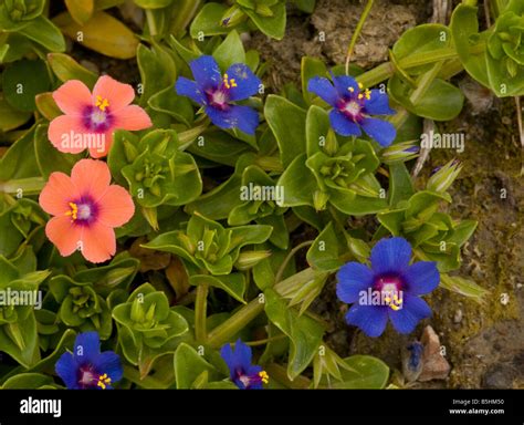 Scarlet Pimpernel Blue Form Anagallis Hi Res Stock Photography And