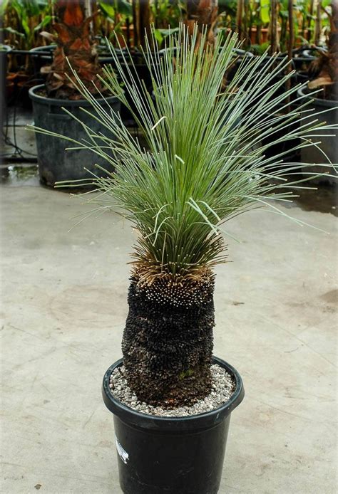 Xanthorrhoea Johnsonii Grass Tree Black Boy Flora Toskana