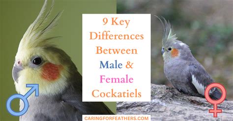 9 Key Differences Between Male & Female Cockatiels