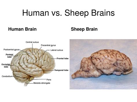 Midbrain Sheep