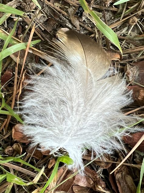 Red-tailed Hawk Feathers (14Sept2022) – The Cypress Creek Ecological ...