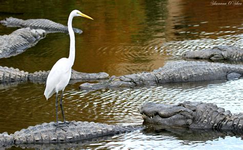 Wallpaper Water Nature Wildlife Zoo Florida Egret Orlando Bird