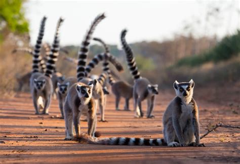 Madagascar Travel Guide 2026-2027: History, Visa, Attractions & Tips