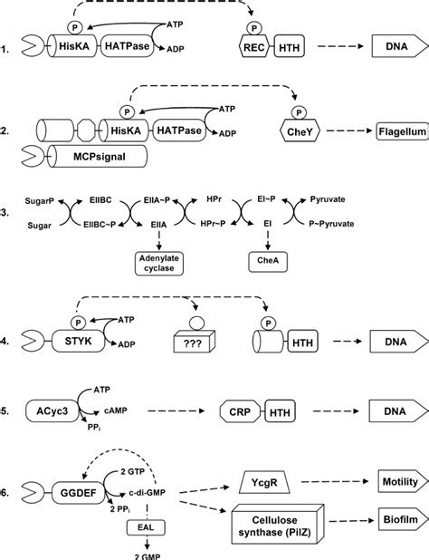 1 Signal Transduction Pathways Of The Principal Classes Of Bacterial