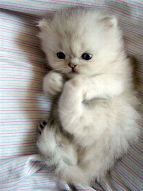 adorable kittens cats photo  fanpop