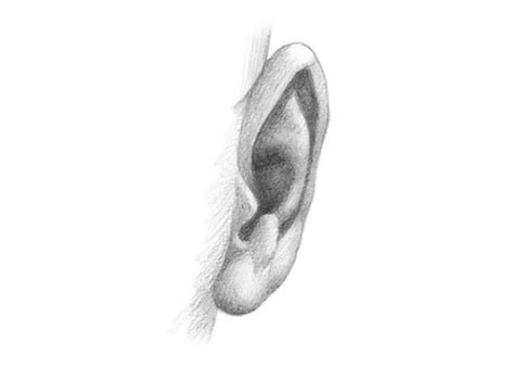 Ear Drawing Reference Front View What are the best drawing references website out there for artists