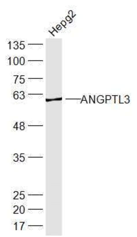 ANGPTL3 Rabbit anti Human Polyclonal Bioss 100 μL Unconjugated