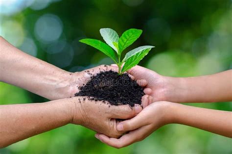 Planting Seeds For A Greener Future