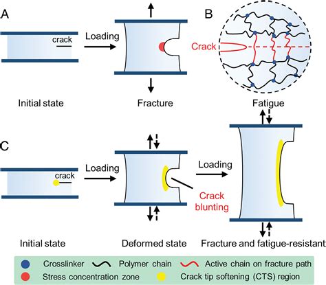 Tough And Fatigue Resistant Polymer Networks By Crack Tip Softening Pnas