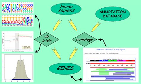 Gene Prediction The Comparative Genomics Approach