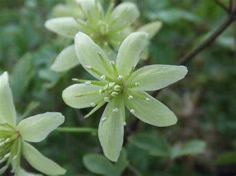 Clematis Hybrid Genesis Plant Marketing Ltd