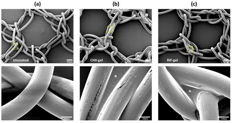 Polymers Free Full Text Antibacterial Biopolymer Gel Coating On