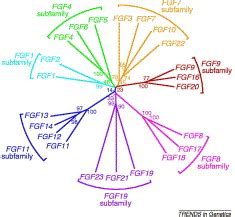 Evolution Of The Fgf And Fgfr Gene Families Trends In Genetics