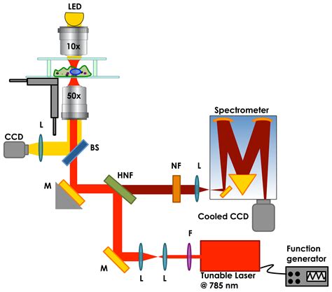 Sensors Free Full Text Modulated Raman Spectroscopy For Enhanced Cancer Diagnosis At The