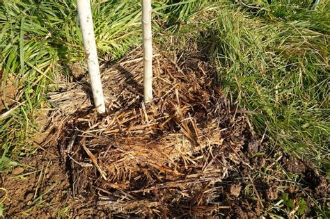 Premium Photo Natural Mulching In Fruit Tree Mulching With Straw For