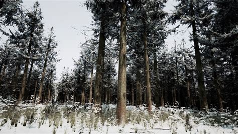 Beautiful Snowy White Forest In Winter Frosty Day 34802793 Stock Video ...