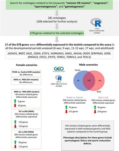 Expression Profiles Of Meiotic Genes In Male Vs Female Gonads And