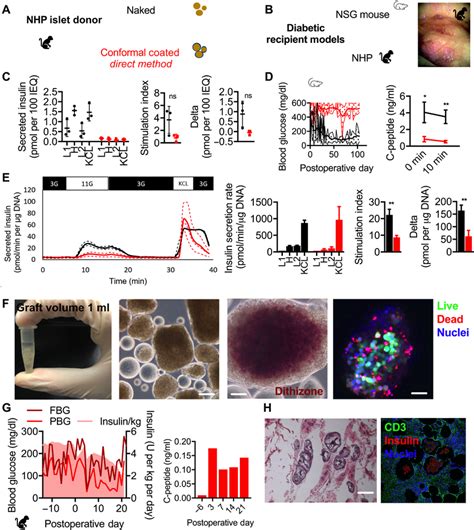 In Vitro And In Vivo Characterization Of NHP Islets CC By DM A