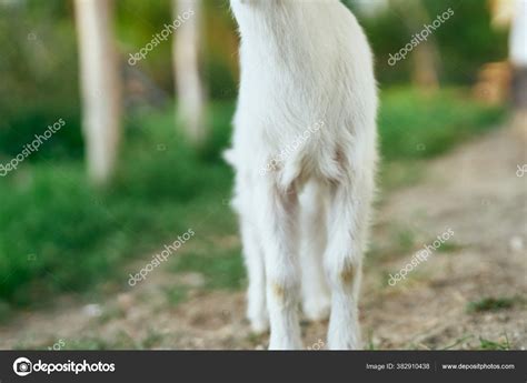 Cute Little Baby Goat Farm Stock Photo by ©ShotStudio 382910438