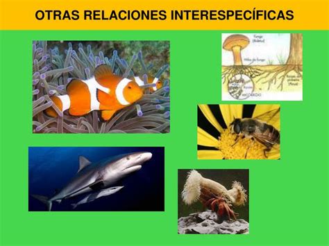 Ppt Ecosistemas Ii Din Mica De Poblaciones Y Comunidades Sucesi N