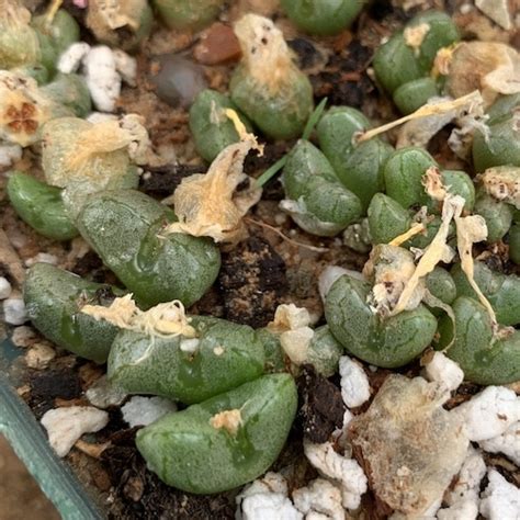 Conophytum Ectypum LAV28553 1417 43 Mesa Garden