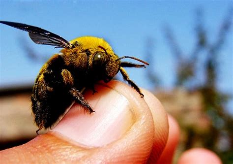 What to put on a bee sting || BeeKeeping