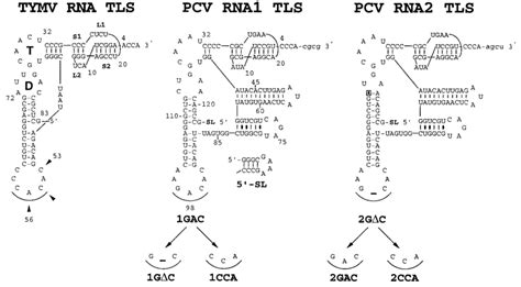 Sequences And Proposed Secondary Structures Of Tymv And Pcv Tlss The Download Scientific