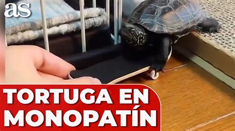 Tortuga Se Hace Viral Por Ir En Monopat N Youtube