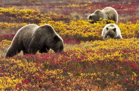 10 Incredible Denali National Park Experiences for your Alaska Adventure