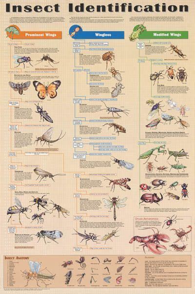 Insect Identification Bugs Education Poster 24x36 | Insect ...