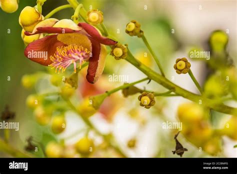 shorea robusta flowers also know as Sakhua or Shala is a species of ...