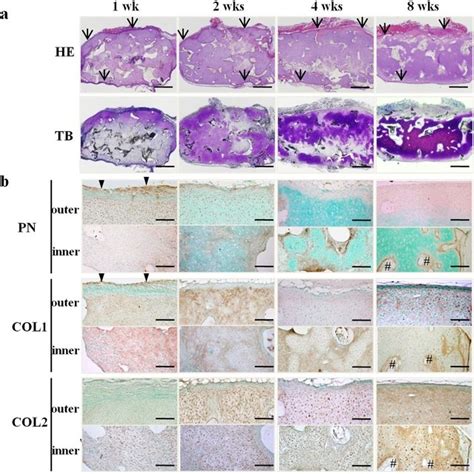 Localization Of Periostin In Tissue Engineered Cartilage Histological