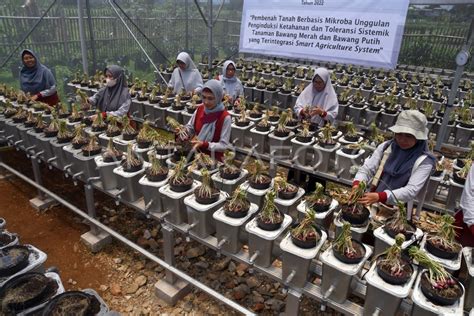 Panen Bawang Merah Hidroponik Antara Foto