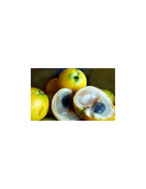 Abiu Brazilian Fruit Pouteria Caimito Rare Tropical Fruits